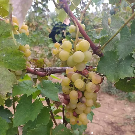 Marena 4* بورغراديك