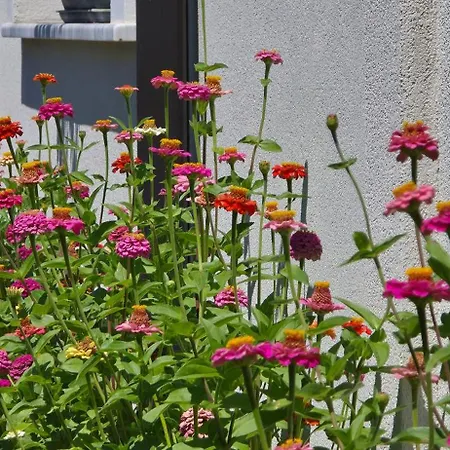 Marena 4* بورغراديك